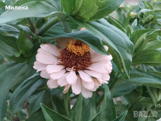 Семена висока и ниска циния , снимка 5 - Сортови семена и луковици - 49165896