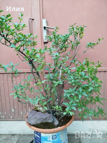 Бонсай заготовка Лигуструм , снимка 13 - Градински цветя и растения - 51556598