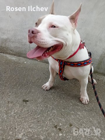 Хотел за кучета,зайци,гризачи ,птици и котки, снимка 18 - Ветеринари и услуги - 32793072