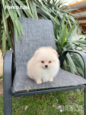 Померан мини момче със втора ваксина