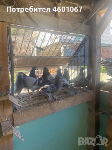 Спортни гълъби , снимка 3 - Гълъби - 52946553