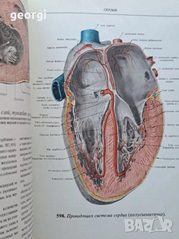 Атлас анатомии человека 1 и 2 том Синелников 28/1, снимка 7 - Специализирана литература - 51783286