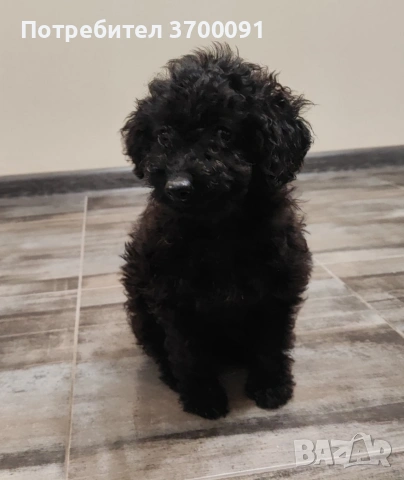 пудел /пуделче , снимка 2 - Пудели - 53224148