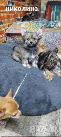 Продавам Йоркширски териер , снимка 11 - Йоркширски териер - 53051709