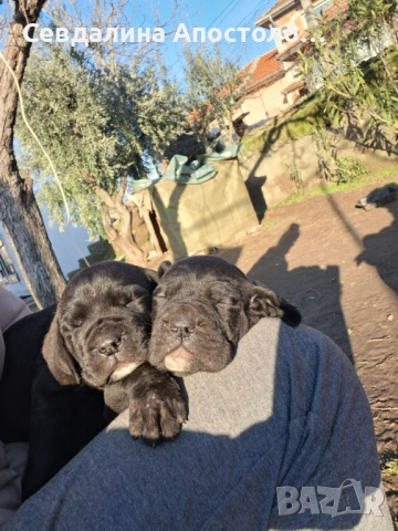 Продавам четири мъжки и едно женско , снимка 4 - Кане корсо - 53310326