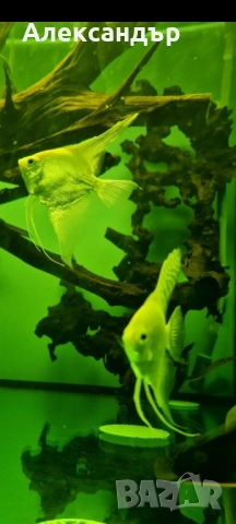 Платинено бяла Скалария 