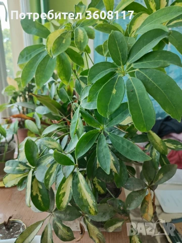 шефлери , снимка 2 - Стайни растения - 50628849