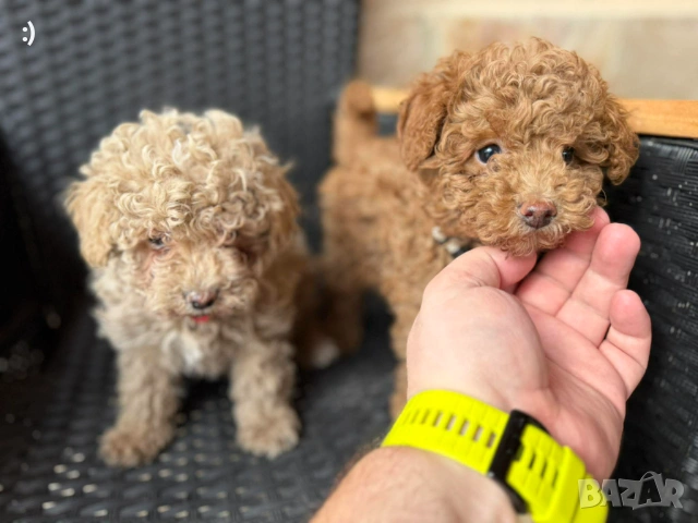 Мини Пудели Актуално от 27.2.2026