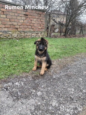 Немски Овчарки малки кученца 