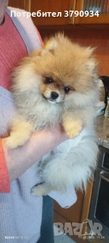 Момченце померан на 4 месеца , снимка 2 - Померан - 53506049