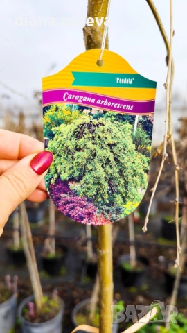 Карагана плачеща, Caragana arborescens pendula, снимка 11 - Градински цветя и растения - 52922912