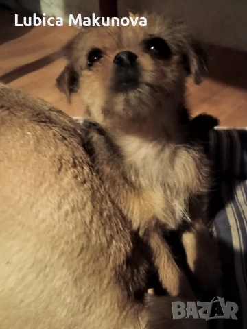 Мопс, снимка 6 - Йоркширски териер - 52815160