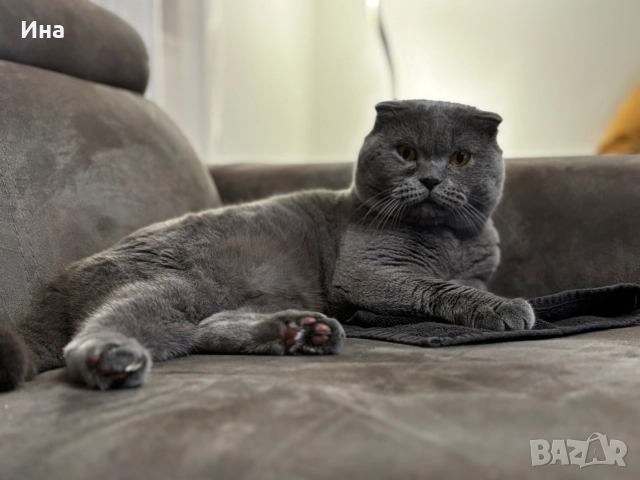 шотландец, снимка 5 - Британска късокосместа - 52631459