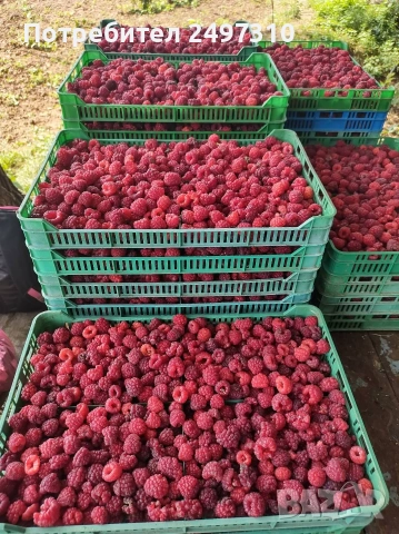 Продавам разсад малини , снимка 3 - Разсади - 53634604