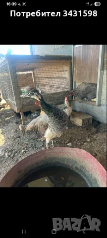 индиски паун..., снимка 3 - Други животни - 55770525