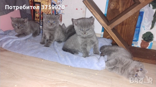 Британска късокосместа/Шотландска клепоуха