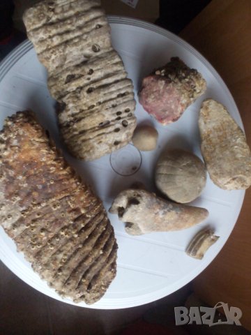 Антики, вкаменелости от тиранозавър зъби и нокът и др