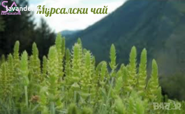  Мурсалски Чай – Разсад на Гол Корен | Планинска Билка