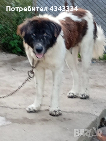 Българско овчарско куче, снимка 9 - Каракачанска овчарка - 51812904