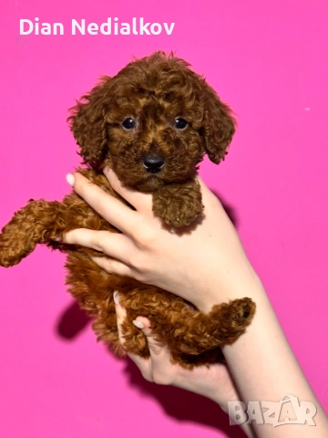 Той пудел родословни, снимка 4 - Пудели - 53541703