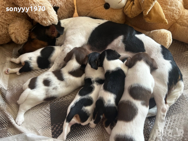 JACK RUSSELL TERRIER-250ЛВ ЗА КУТРЕ 0810250609