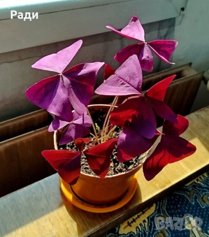 Цвете индрише алое вера лилава детелина коледниче дървото на живота, снимка 12 - Стайни растения - 37613358