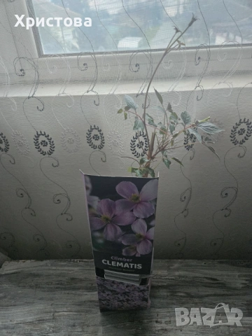 Клематис три цвята, снимка 5 - Градински цветя и растения - 53821006