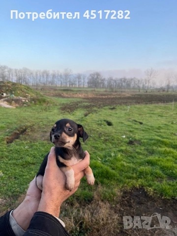 Кученца Пинчер , снимка 2 - Пинчер - 52805152