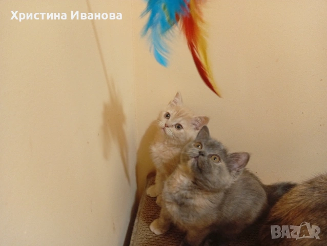 Британски котета , снимка 7 - Британска късокосместа - 53736554