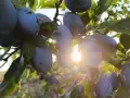 Продавам Био Сини Сливи, снимка 1