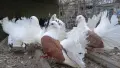Фенерлии много красиви , снимка 6