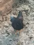 петел аяк кемани, снимка 2