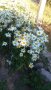Продавам цветя Градинска маргарита – бяла и жълта, разсад, снимка 13