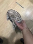 Бенгалска котка момиче, снимка 1