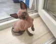 Канадски сфинкс, котенца, снимка 3