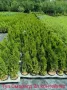Туя(Смарагд, Фастигията и Ауреа Нана) и кипарис(леилянди, лъже и лимонов) , снимка 1