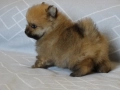 Померан, снимка 2