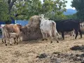 Продавам стадо крави, снимка 3