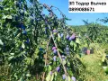 Сини сливи за ракия, сладка, компоти, сокове и други., снимка 5