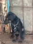 Свободни кучета , снимка 4