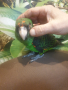 Продавам Жардина (Конгоански папагал), снимка 9