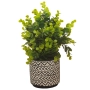 Декоративно растение в кашпа, 26 см Код P1401, снимка 1
