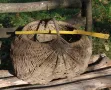 Стари плетени кошници и плетен кош, снимка 5