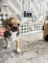 Chihuahua чихуахуа , снимка 2