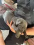 кученца кане корсо, снимка 2