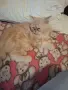 Мъжко персийско котенце , снимка 5