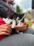 Котета ангорчета , снимка 2