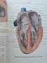 Атлас анатомии человека 1 и 2 том Синелников 28/1, снимка 7