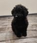пудел /пуделче , снимка 2