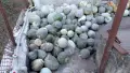 Продавам Бели тикви, снимка 2